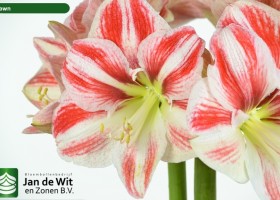 hippeastrum Clown (2)